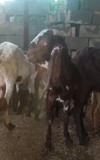 نر پنچ آب جوان