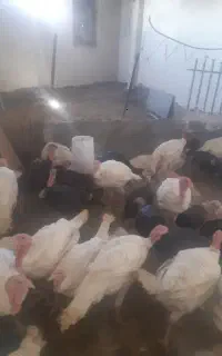 فروش انواع بوقلمون ارگانیک ومحلی قیمت مناسب
