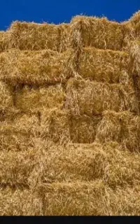 فروش علوفه تازه