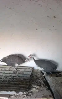 مرغ شاخدار
