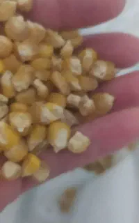 ذرت علوفه