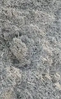 کاه سفید نیشکر باگاس( مستقیم از کارخانه، درجه یک)
