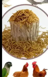 فروش‌کرم‌میل‌ورم‌‌زنده‌وخشک