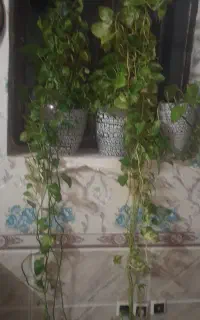 سلام سه عدد گلدان فقط ۲ملیون ۵۰۰ بامشتری کنارمیام