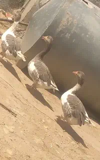 بوقلمون غاز