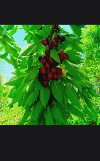 چندنفر جوان هستیم برای چیدن میوه باغ شماقیمت مناسب