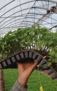 نشاء آزاد گوجه‌فرنگی نقد و شرایطی