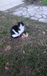 فروشی یک گربه