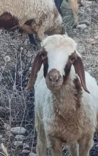 بره نر و ماده  چاق