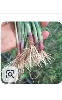 سلام کارگر  میوه چینی و پیاز کاری دارم