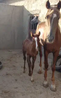 اسب