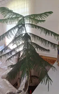 گل کاج مطبق
