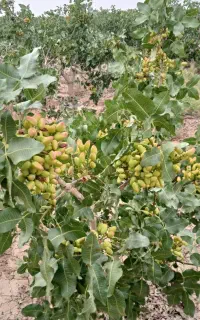 پسته دست چین ارگانیک صادراتی