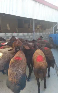 گوسفند قزل افشار
