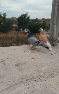 کبوتر سبز معاوضه