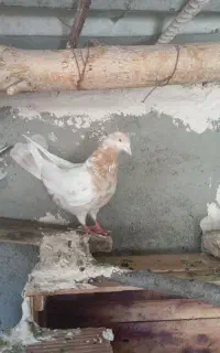 کبوتر اوچان