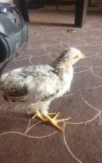 فروش جوجه محلی