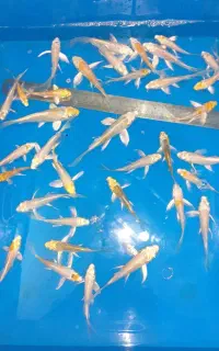 فروش عمده ماهی کوی