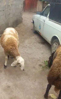 سلام یک عددقوچ افشاربره گوسفندخودم بوده