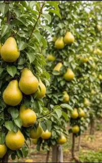 جشنواره فروش نهال گلدانی در نهالستان گوارشکی