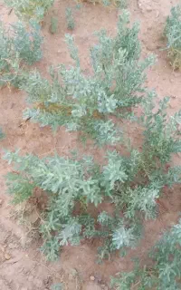 منگک تعداد بالا