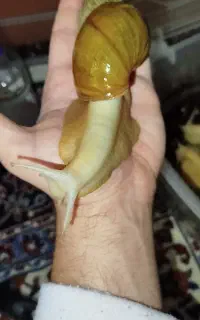 حلزون آلبینو / حلزون تراپی