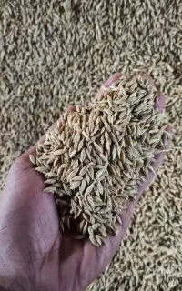 جو تمیز