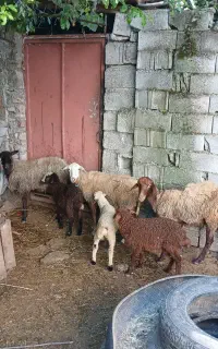 سه راس س وره مار گوسفند