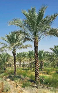 ارسال رایگان نخل پالم خانه زیبا بادبزنی