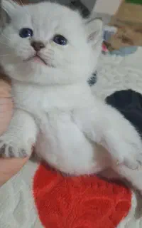 گربه اصیل آموزش دیده