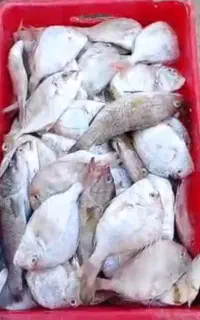 ماهی تازه