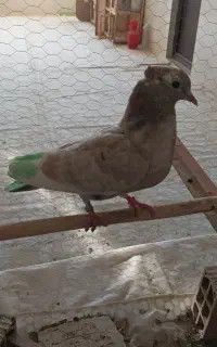 دوتا جوجه پرشی ضمانتی
