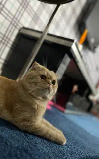 گربه بریتیش اسکاتیش