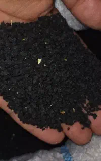 فروش بذرپیازسفیدمینروازودرس فله  درجه یک تضمینی