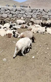 گوسفند
