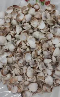 صدف دریایی طبیعی نو