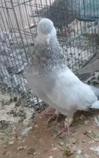 کفترسینه سوسنی گم شده