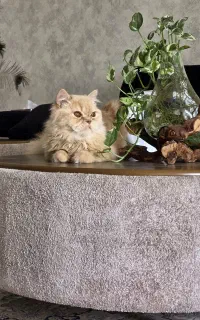 گمشده
