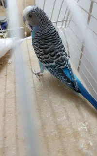 فروش دو عدد مرغ عشق زیبا و سر مست