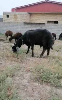 قوچ