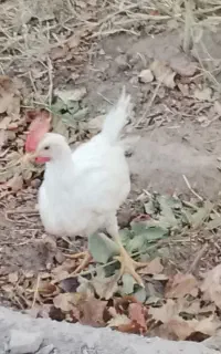 ۱۶جوجه خروس دوماه مفت