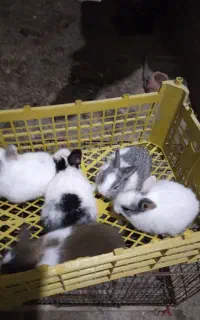 تیله خرگوش با رنگهای خاص