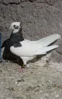 طوق سرکه ای دوبر