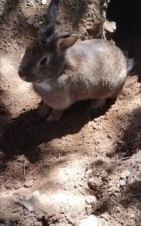 خرگوش خشگل ماده