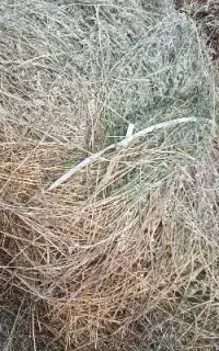 علف سامان