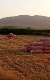 کاه گندم
