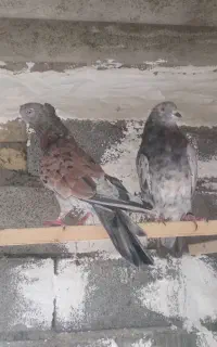 کبوتر سرور و هما