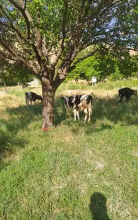 ۳راس گوساله ماده