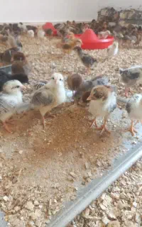 جوجه گلپایگان اصل