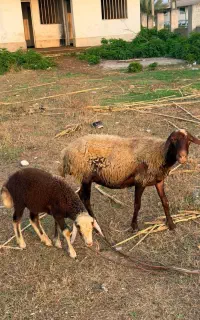 گوسفند وره مار